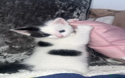 Mixed Breed cats for sale: Beautiful kittens  - Image 4