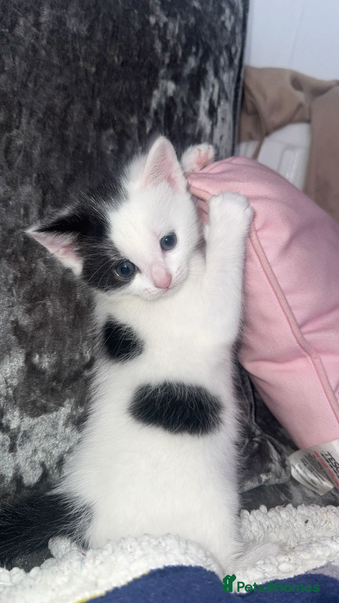Mixed Breed cats for sale: Beautiful kittens  - Image 4
