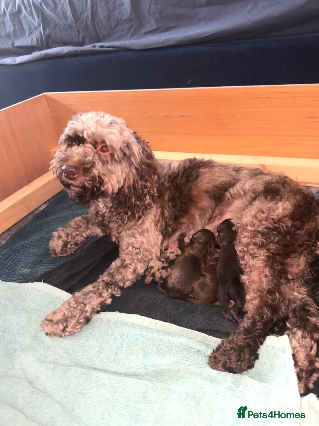 Cockapoo dogs for sale: Merle/ Red and Chocolate brown cockapoo puppies - Advert 8