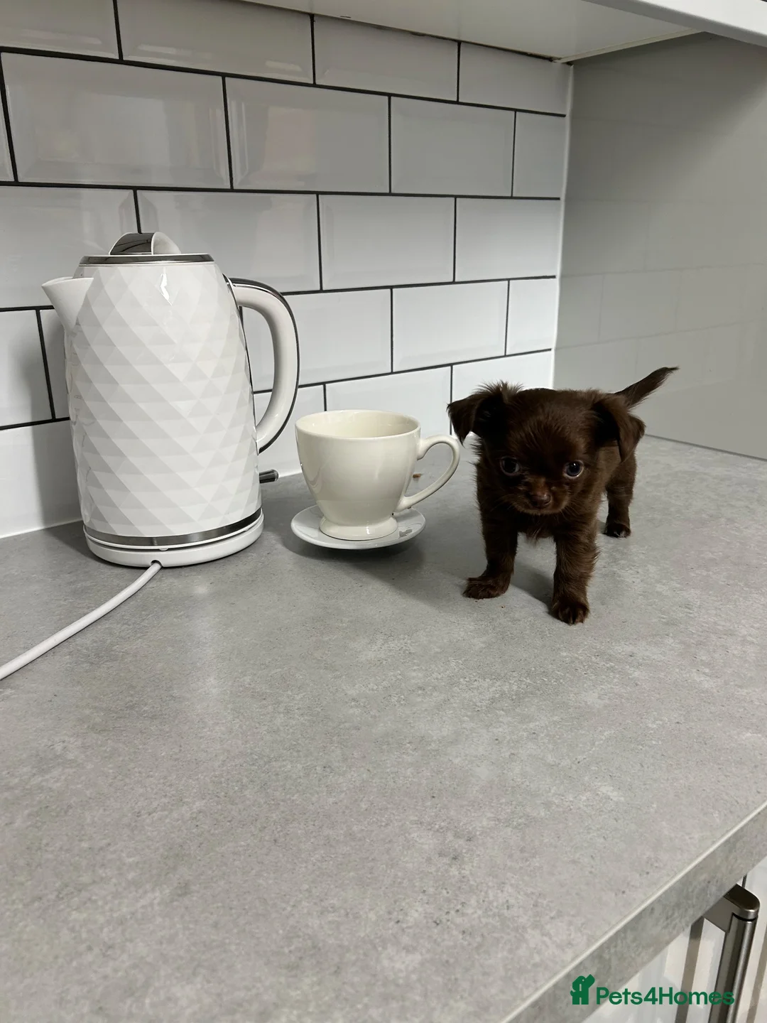 Chihuahua dogs for sale: Long-Haired Precious Tiny Chelsea Chihuahuas  - Advert 2