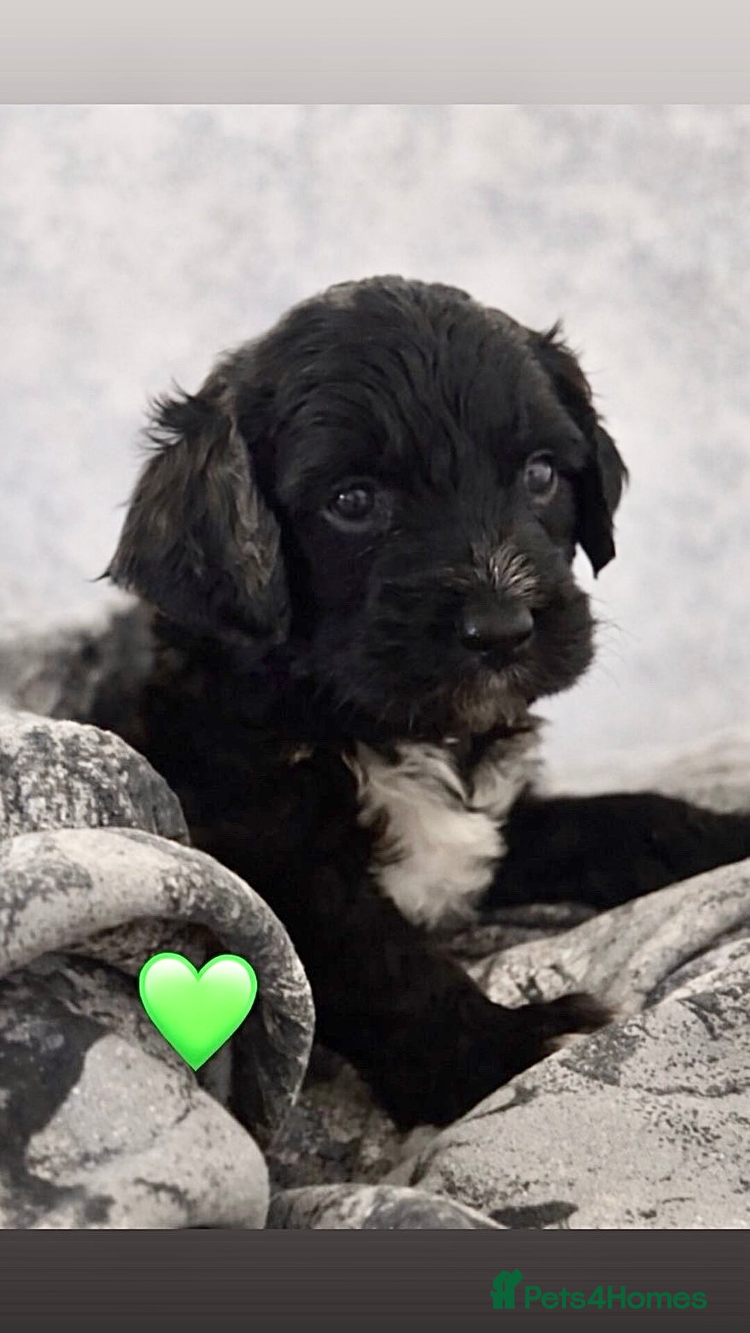 Mixed Breed dogs for sale: Stunning litter of Golden Bernadoodles - Advert 13