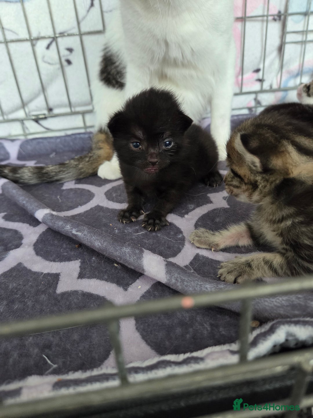 Mixed Breed cats for sale: Two beautiful girls. Ready to leave Saturday  - Image 17