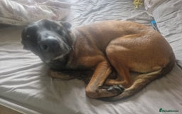 Belgian Shepherd Dog dogs for sale: Belgian Malinois x Dutch - Female 4 Yrs - Image 22