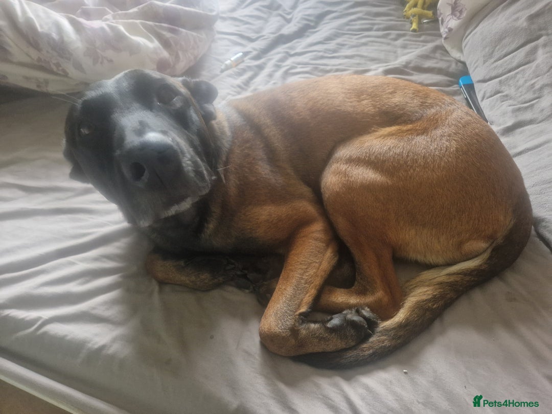 Belgian Shepherd Dog dogs for sale: Belgian Malinois x Dutch - Female 4 Yrs - Image 22