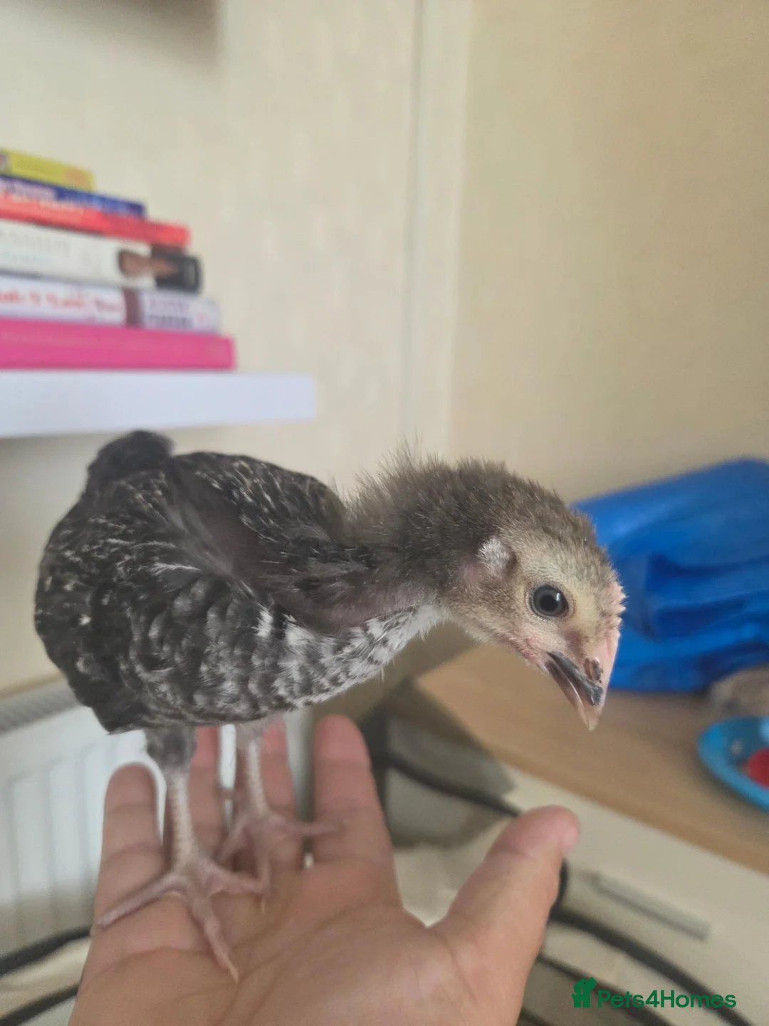 Mixed Breed poultry for sale: Fertile hatching Quail and chicken eggs in Swansea - Advert 9