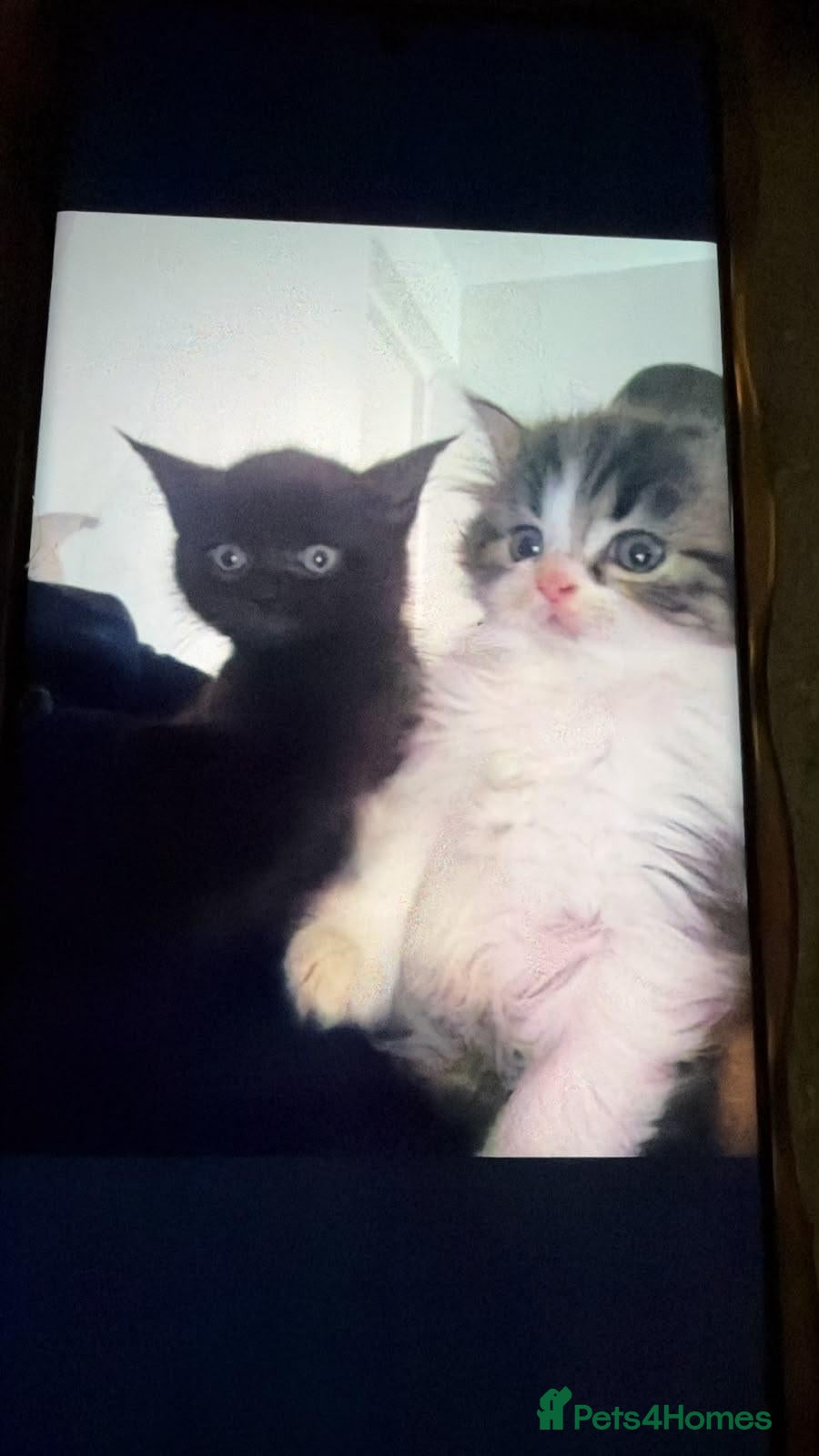Mixed Breed cats 2 kittens for sale  - Advert 17