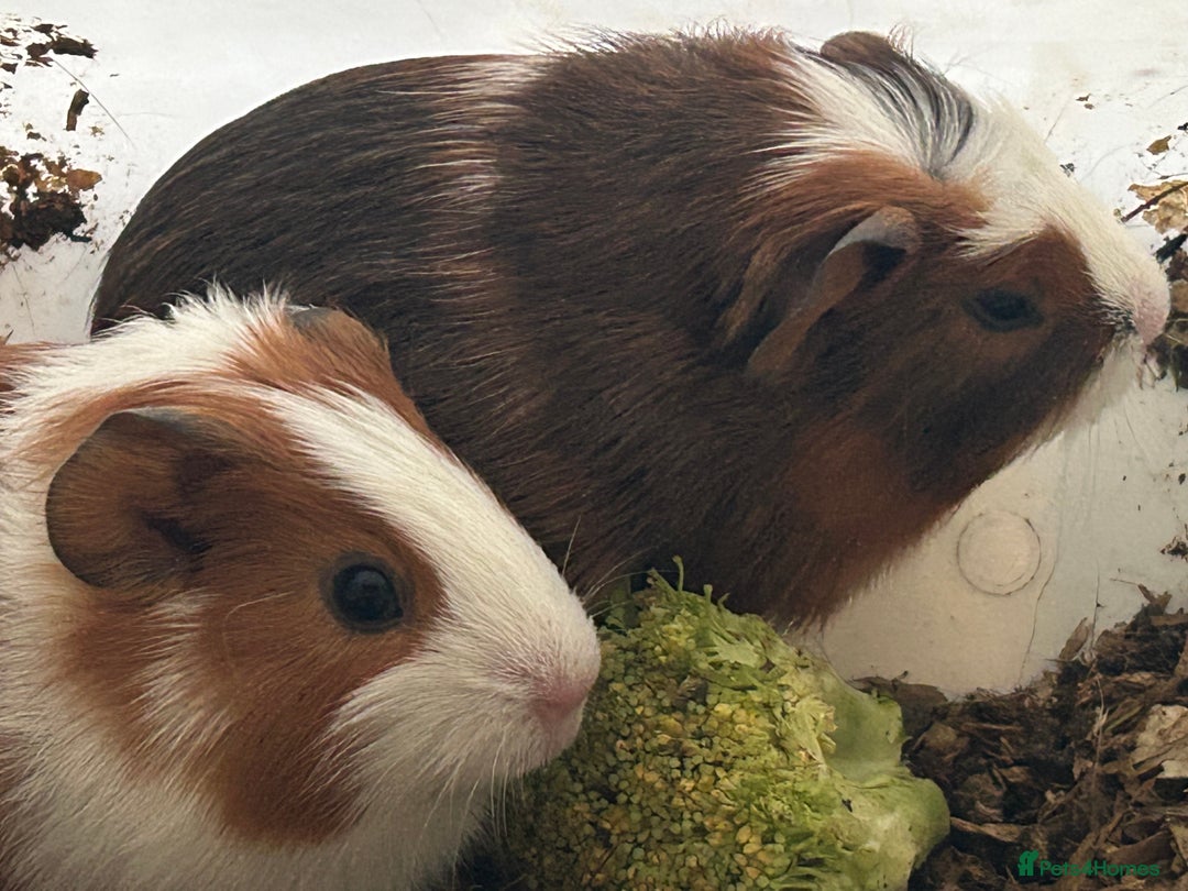 Guinea Pig rodents for sale: Beautiful Baby Guinea Pigs. - Advert 3