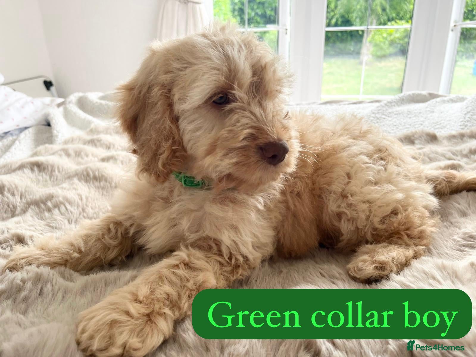 Cockapoo dogs F1 Cockapoo Puppies 1 BOY READY TO LEAVE - Advert 16