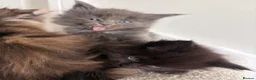 Maine Coon cats for sale: Maincoone kittens ready to reserve  - Advert 3