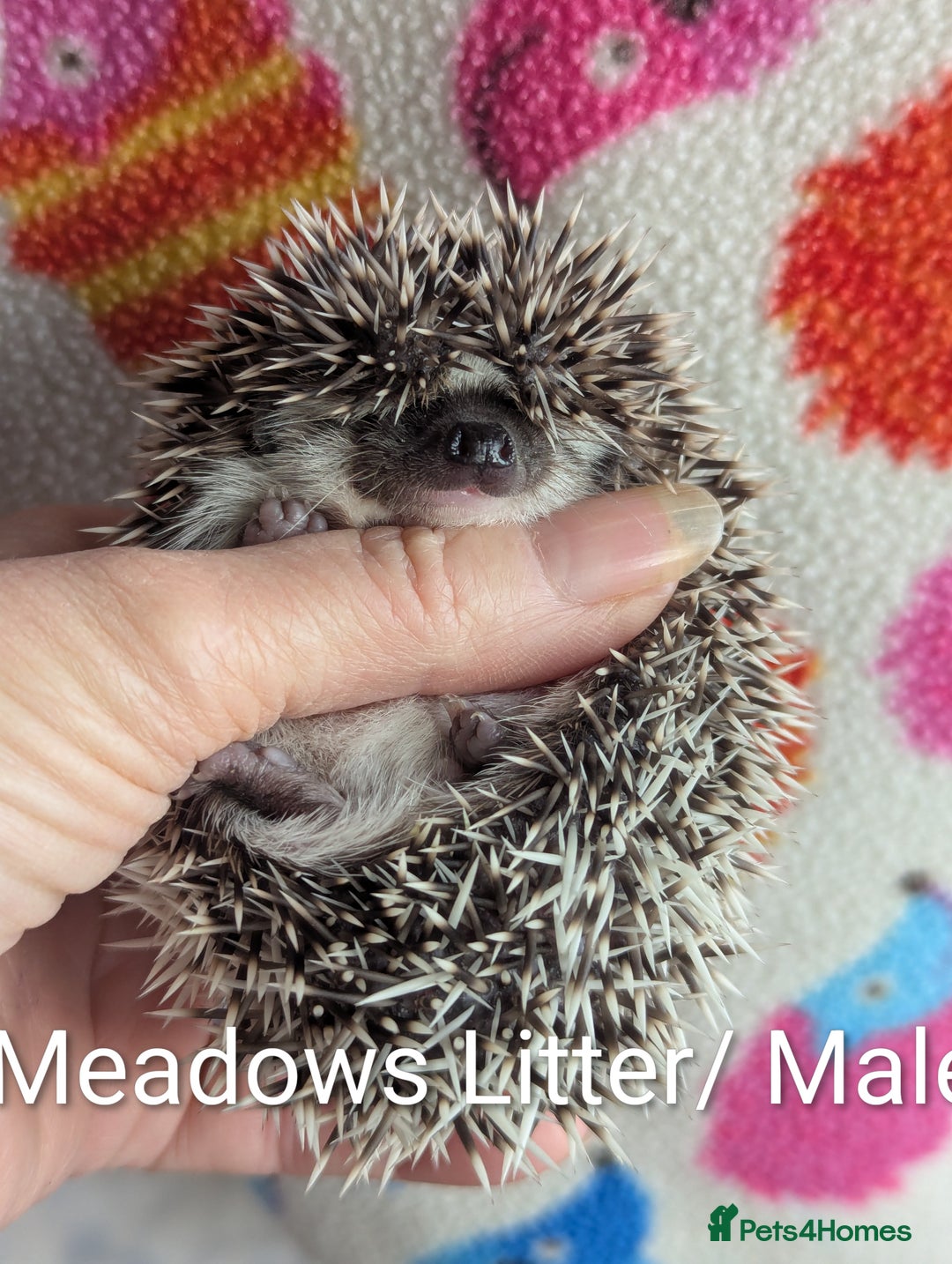 Pygmy Hedgehog rodents for sale: Beautiful Hoglets Ready to Reserve Now - Advert 20