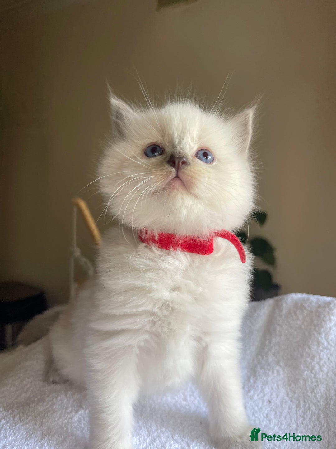 Ragdoll cats for sale: TICA registered pedigree Mink & blue point kittens - Image 9