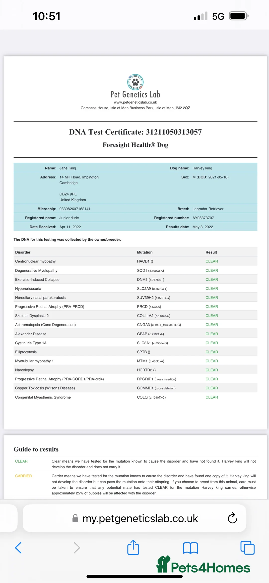 Labrador Retriever dogs for stud: Championship lines, KC silver lab stud 0.0% COI in Cambridge - Advert 22