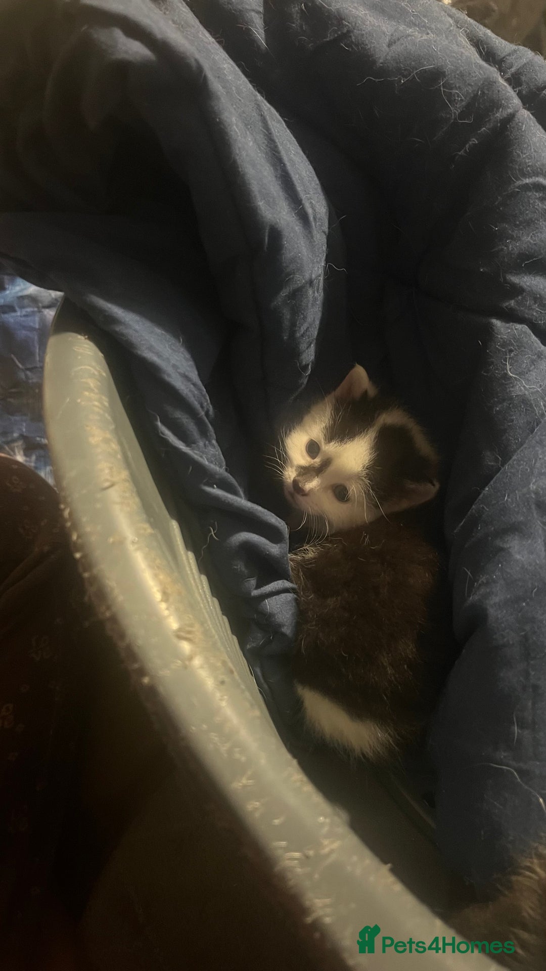 Mixed Breed cats for sale: Kittens in need of a loving forever home - Advert 2