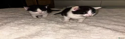 Mixed Breed cats for sale: 2 beautiful female kittens.  - Advert 3