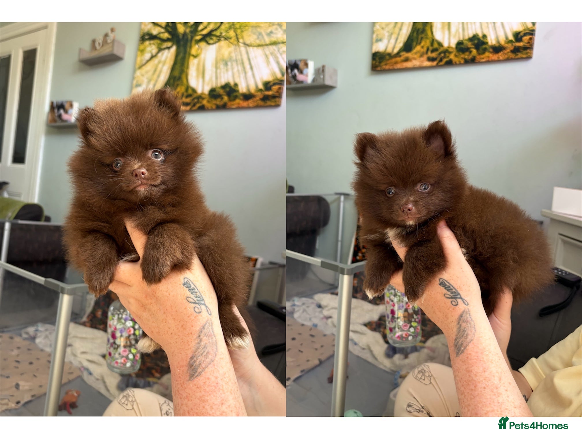 Pomeranian dogs LAST 3! DNA 100% POM!🧬HEALTH TESTED!🧬 - Advert 16