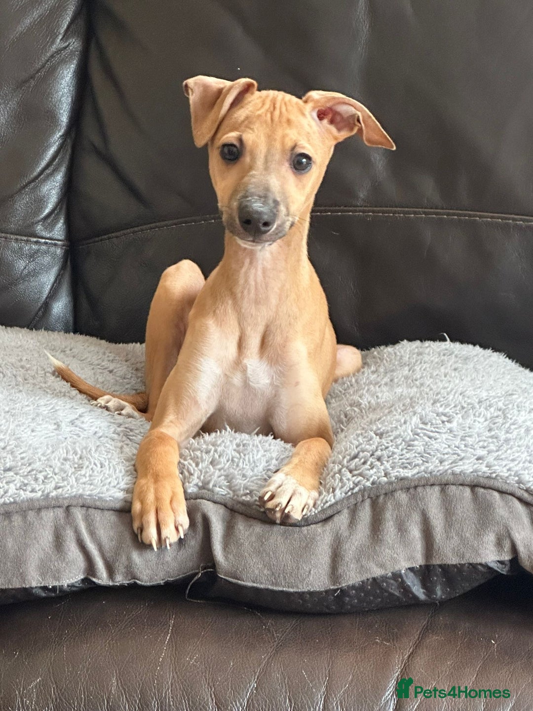 Italian Greyhound dogs for sale: Kc registered Italian greyhound puppies - Image 16