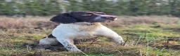English Springer Spaniel dogs for stud: English springer spaniel at stud - Advert 2