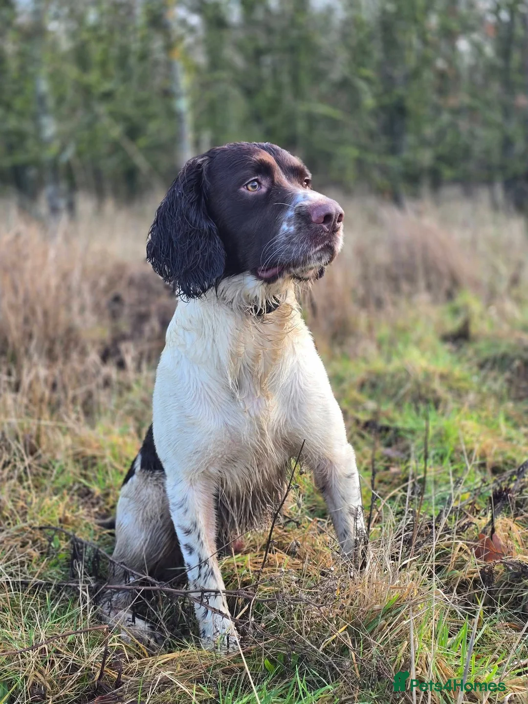 English Springer Spaniel dogs for stud: English springer spaniel at stud - Advert 2