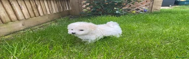 Bichon Frise 4