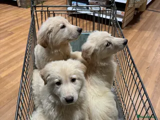 German Shepherd dogs Quality KC White Long-Coated German Shepherd Pups - Advert 1