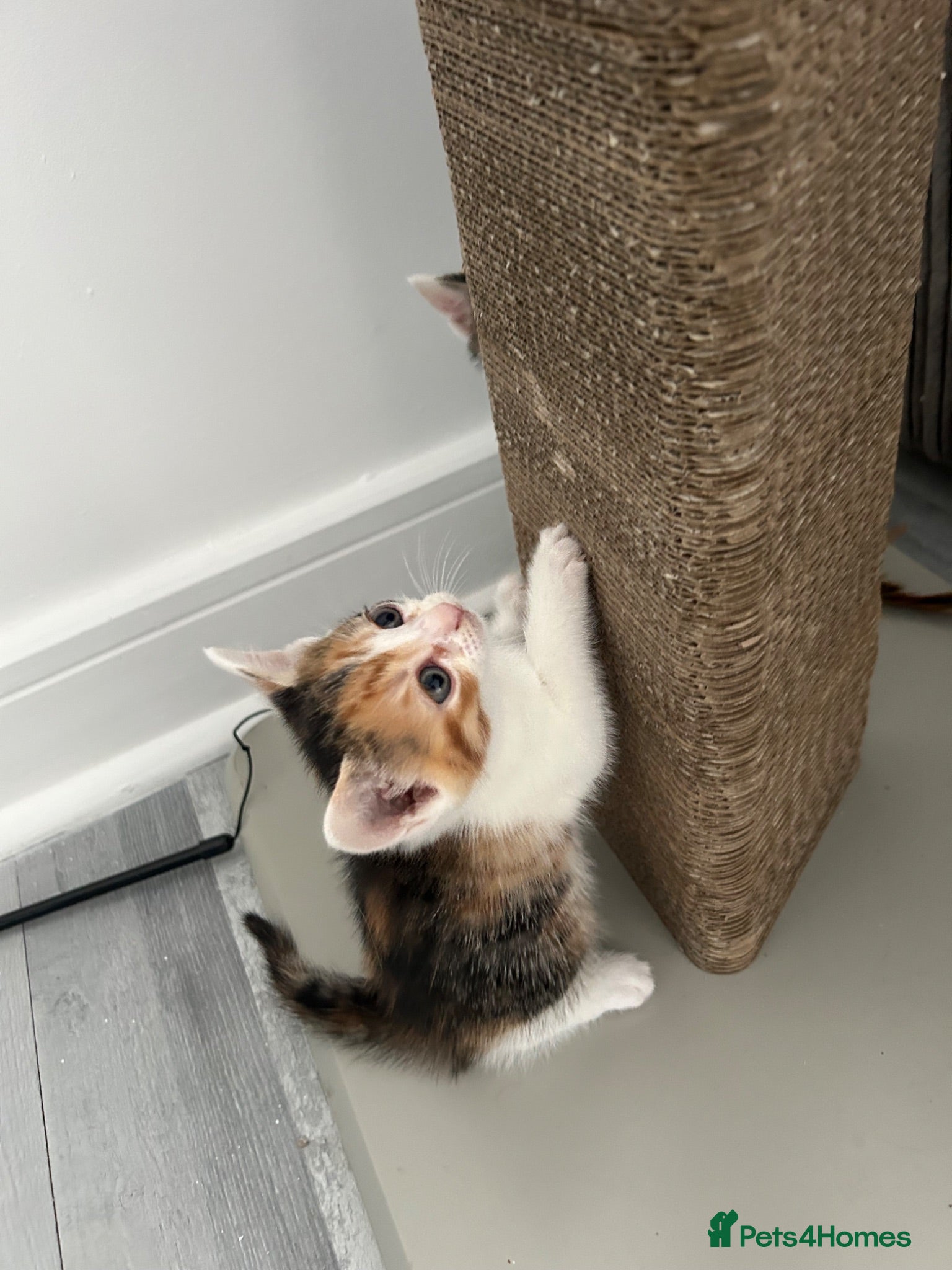 Domestic Shorthair cats Tortoiseshell kitten, 8 weeks,girl, ready now  - Advert 2