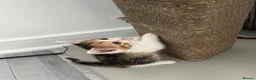 Domestic Shorthair cats for sale: Tortoiseshell kitten, 8 weeks,girl, ready now  - Advert 2