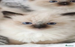 Ragdoll cats for sale: INDOOR FULL PEDIGREE RAGDOLL KITTENS - Image 35