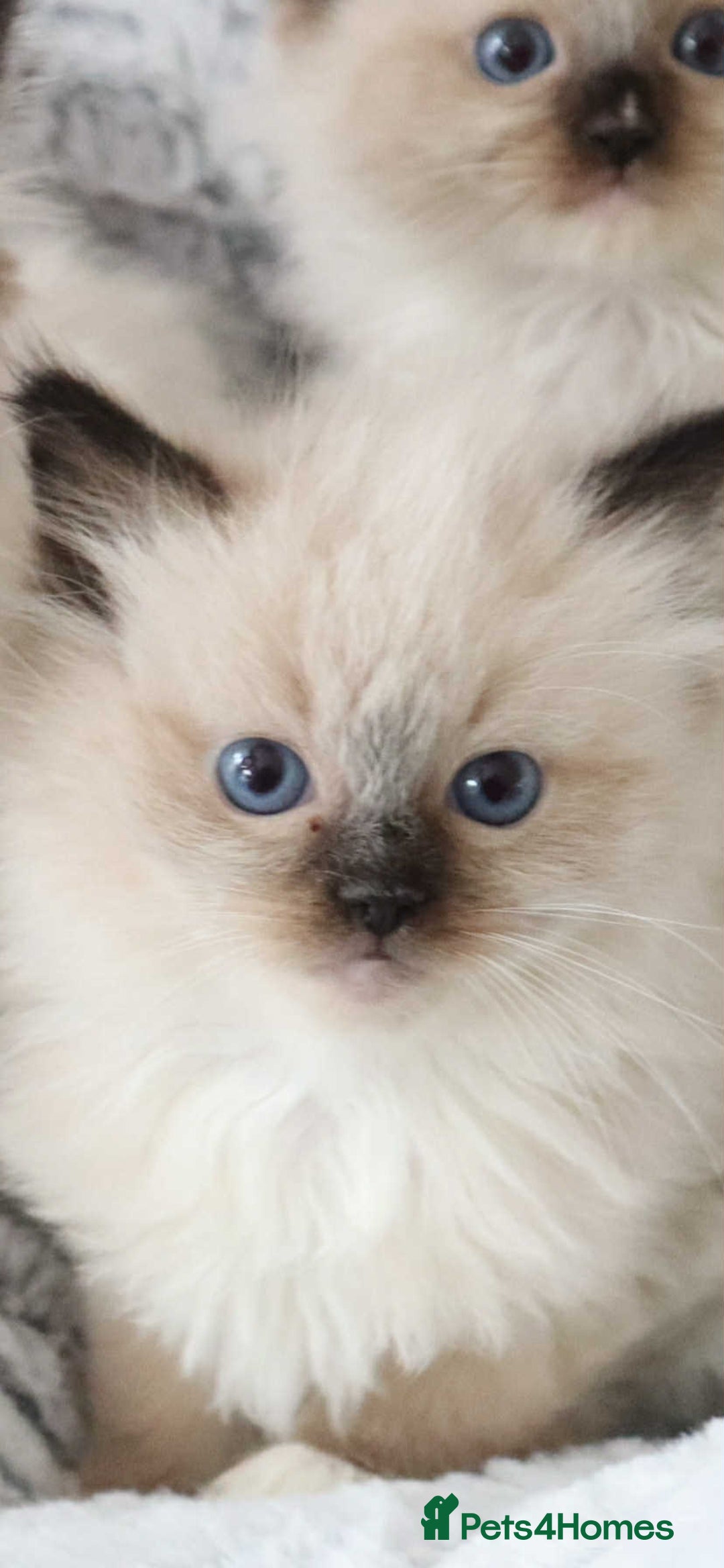 Ragdoll cats for sale: INDOOR FULL PEDIGREE RAGDOLL KITTENS - Image 35