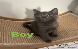 Ragdoll cats for sale: Adorable kittens ( Ragdoll cross) - Image 6