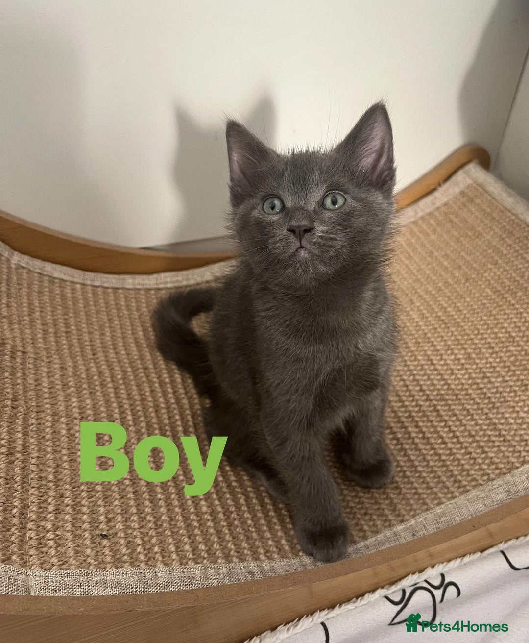 Ragdoll cats for sale: Adorable kittens ( Ragdoll cross) - Image 6