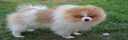 Pomeranian dogs for sale: PACO - Beautiful Pomeranian Boy - Advert 28