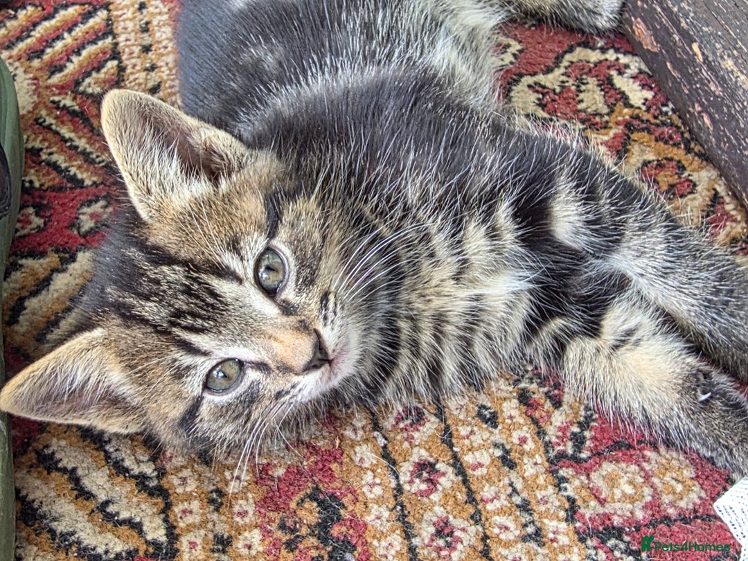 Mixed Breed cats for sale: Kittens for sale (NEED GONE ASAP) - Image 8