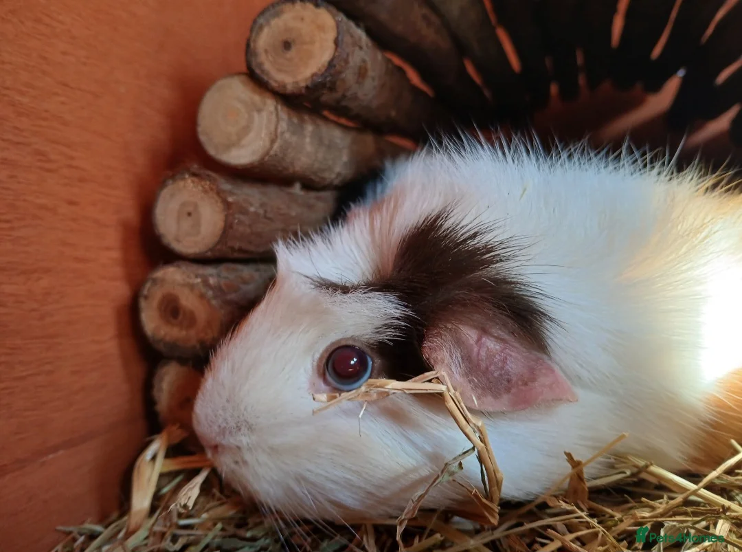 Guinea Pig rodents for sale: 2 female guineapigs for rehome - Advert 3