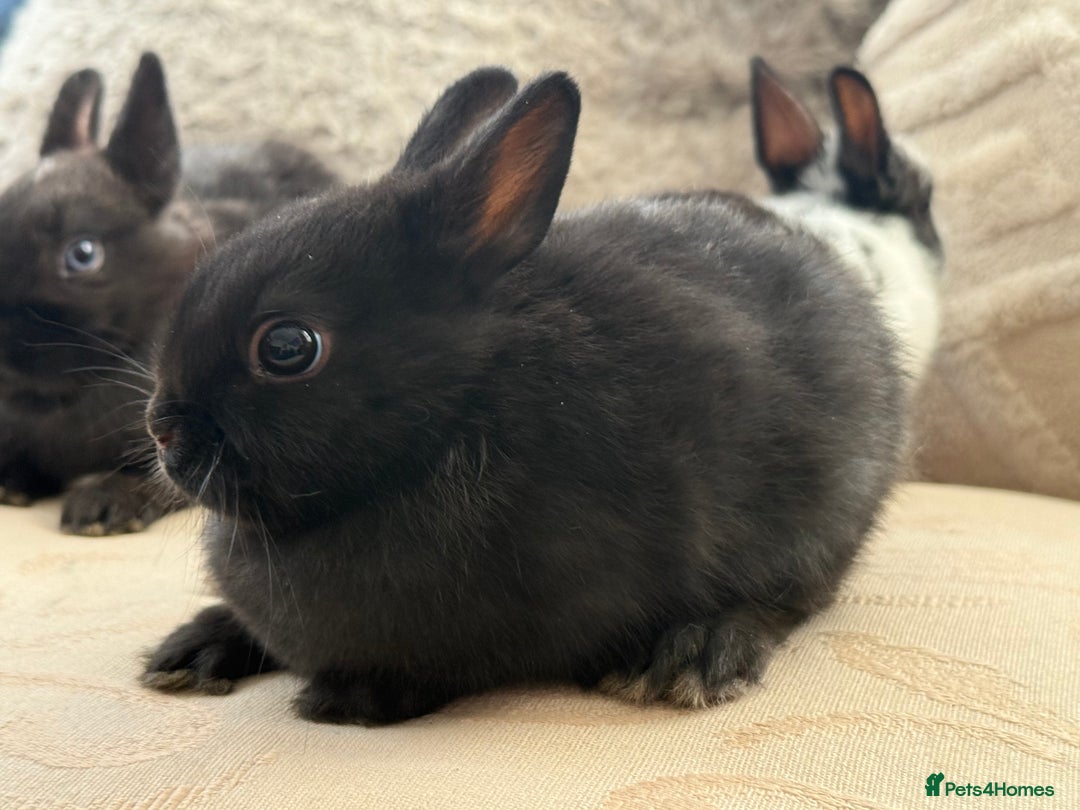 Netherland Dwarf rabbits for sale: 4 Adorable Netherland Dwarf Bunnies  - Advert 20