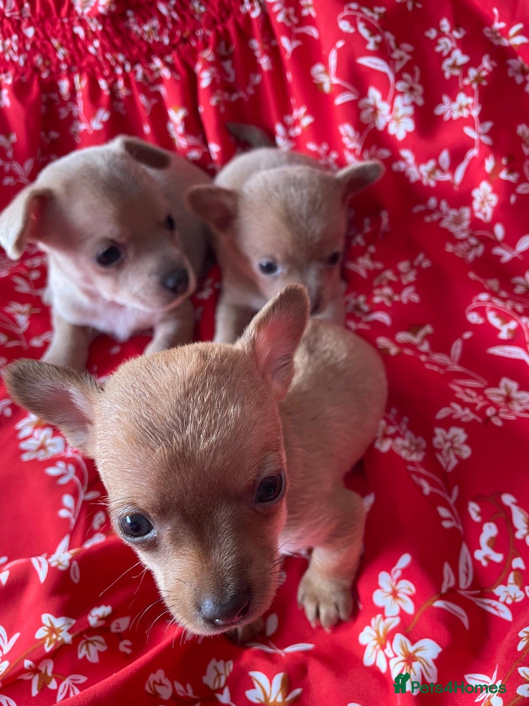 Chihuahua dogs for sale: Adorable Chihuahuas £650-£700 “Boys & Girls’ - Image 16