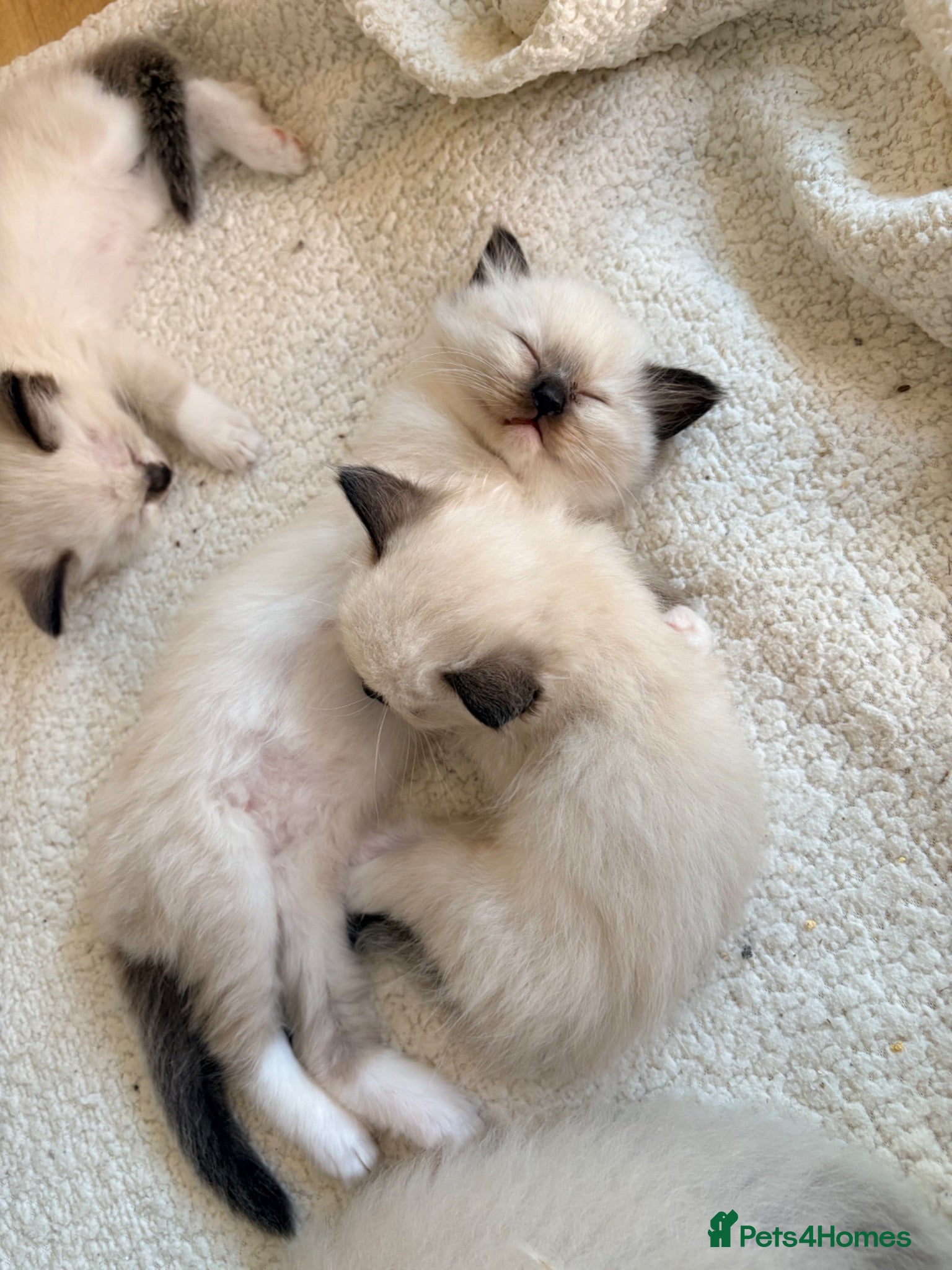 Ragdoll cats Last three Ragdoll kittens! Ready to go July 17th - Advert 2