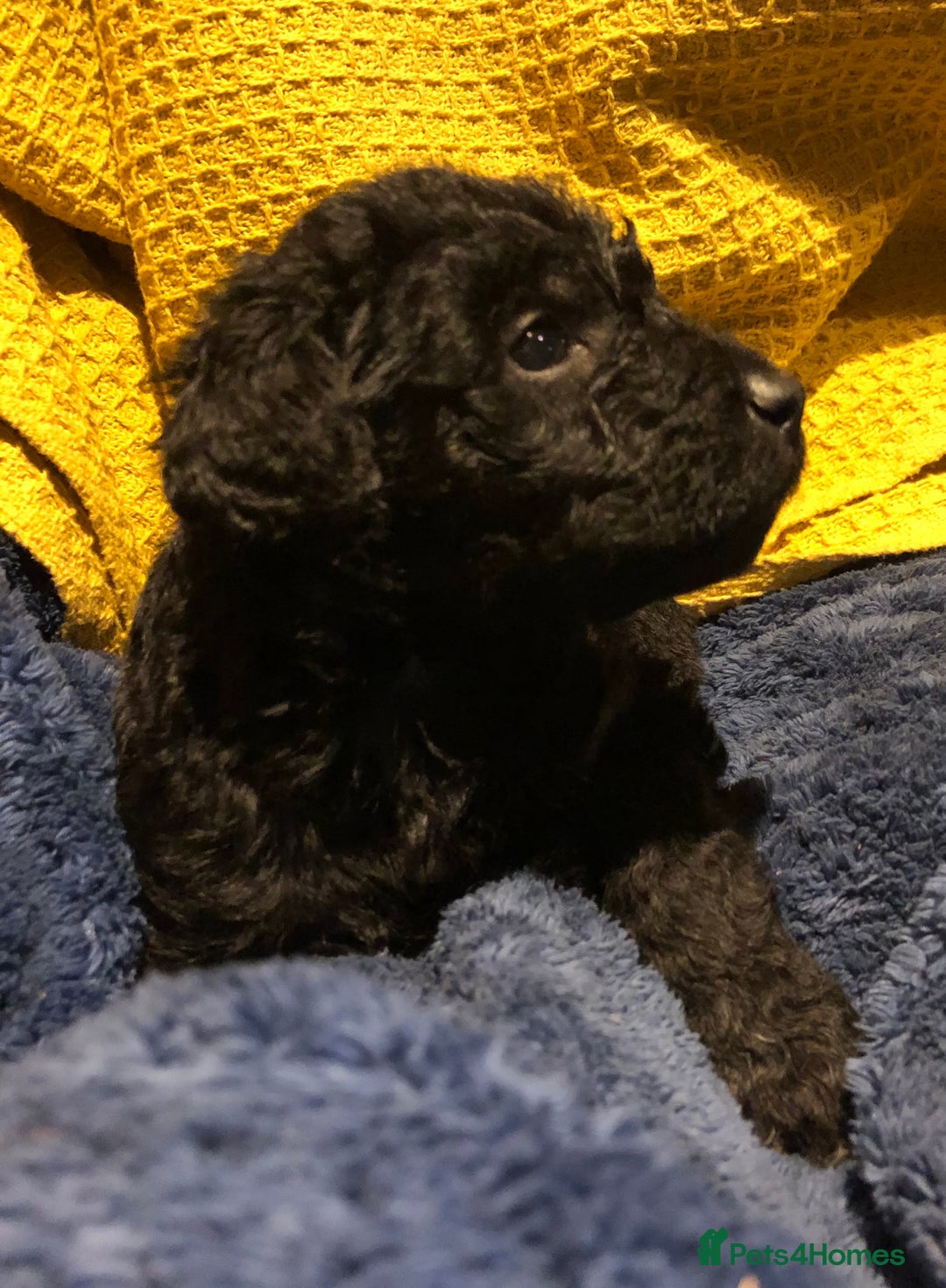 Labradoodle dogs for sale: READY NOW TOP QUALITY Standard F1 Labradoodles - Advert 8