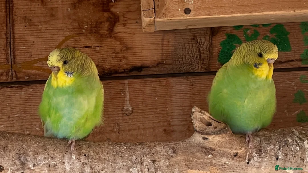 Budgerigars birds for sale: Budgies mixed sex - Advert 1