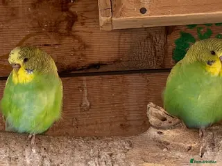 Budgerigars birds Budgies mixed sex - Advert 1