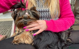 Yorkshire Terrier dogs for sale: Absolutely adorable mini yorkie puppies  - Image 33