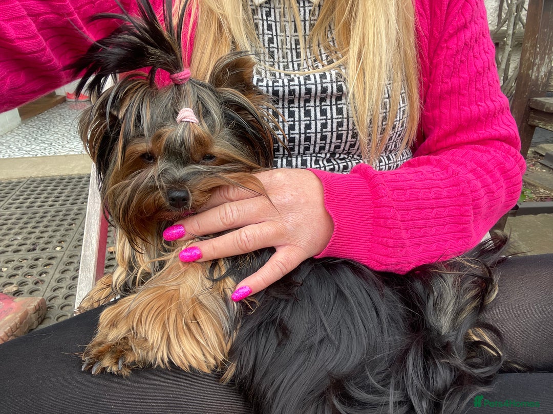 Yorkshire Terrier dogs for sale: Absolutely adorable mini yorkie puppies  - Image 33