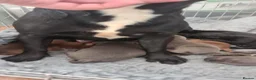 Staffordshire Bull Terrier dogs for sale: Amazing Rainbow litter of Puppy's  - Advert 11