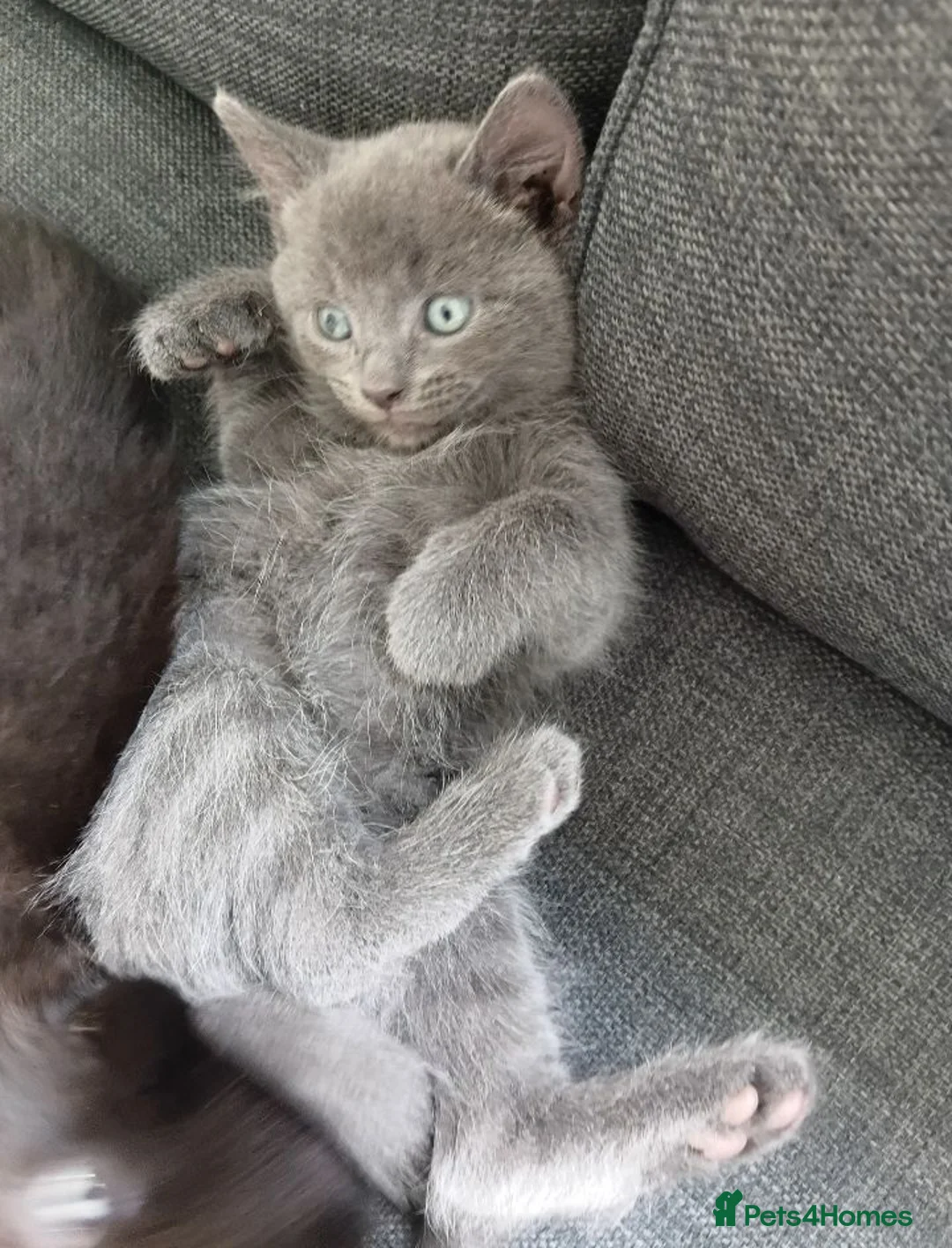 Mixed Breed cats for sale: Grey/blue kitten  - Advert 6