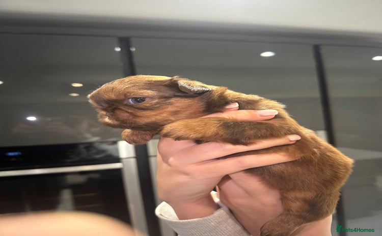 Shih Tzu dogs Imperial Shih tzu  - Advert 11