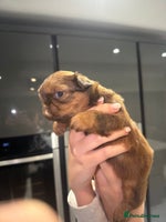 Shih Tzu dogs Imperial Shih tzu - Advert 3