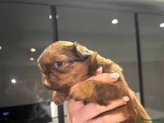 Shih Tzu dogs Imperial Shih tzu - Advert 8