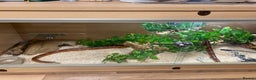 Corn Snake reptiles for sale: 10 years old comes with full set up - Advert 4