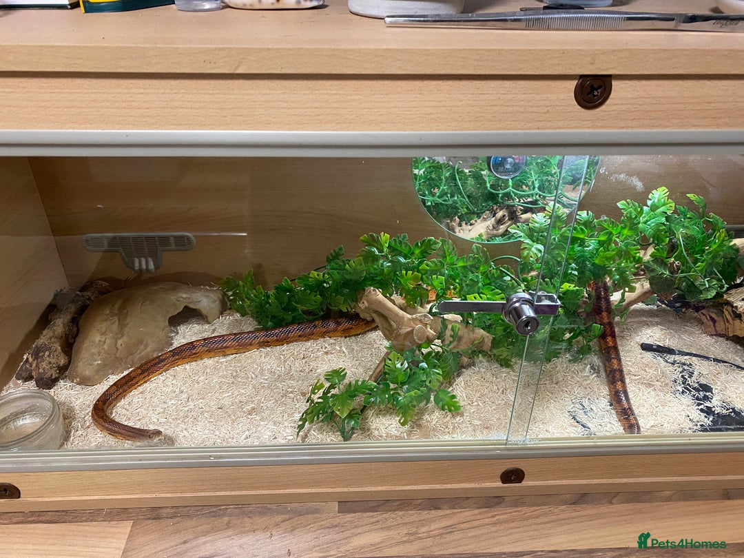 Corn Snake reptiles for sale: 10 years old comes with full set up - Advert 4