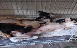 Miniature Pinscher dogs for sale: Mini pinscher for sele  - Image 16