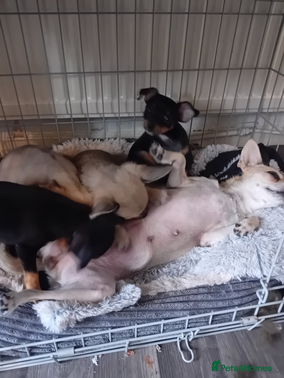 Miniature Pinscher dogs for sale: Mini pinscher for sele  - Image 16